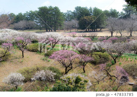 吉野公園の梅林 吉野公園の梅林 47833785