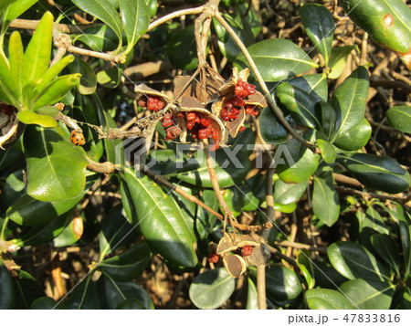 赤い粘液に包まれた種が顔を出したトベラ 赤い粘液に包まれた種が顔を出したトベラ 47833816