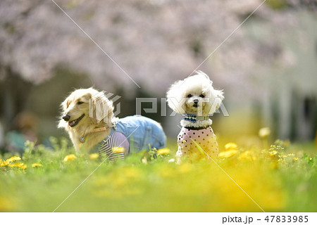 桜と犬 桜と犬 47833985