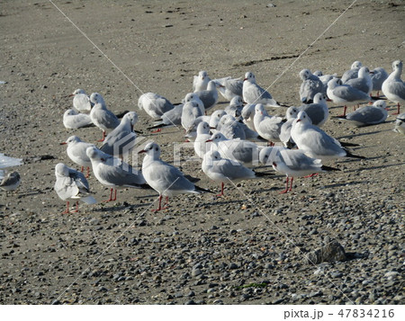 検見川浜の砂浜で一休みのユリカモメ 47834216