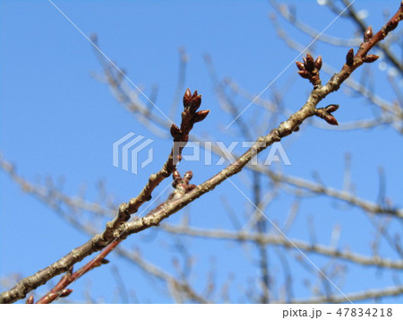 まだまだ硬い稲毛海岸駅前カワヅザクラの蕾 47834218