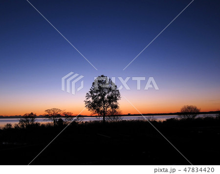 朝日を透かす木 47834420