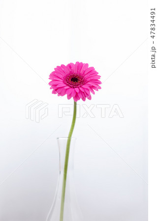 花 植物 flower フラワー 華 花 植物 flower フラワー 華 47834491