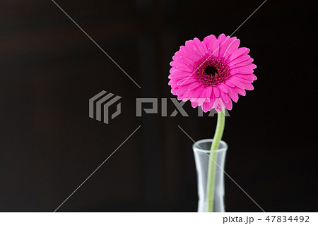 花 植物 flower フラワー 華 花 植物 flower フラワー 華 47834492