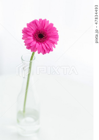 花　植物　flower　フラワー　華 47834493
