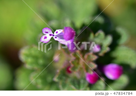 ホトケノザ(仏の座) ホトケノザ(仏の座) 47834784