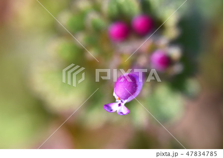 ホトケノザ（仏の座） 47834785