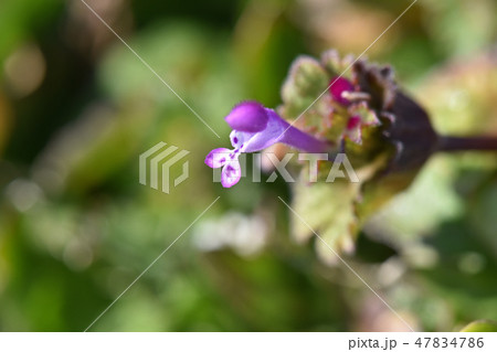 ホトケノザ(仏の座) ホトケノザ(仏の座) 47834786