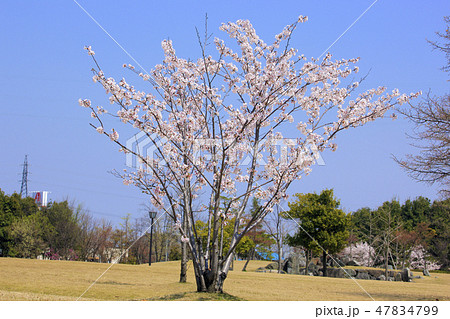 株立ちソメイヨシノ（ 稲荷公園 ） 47834799