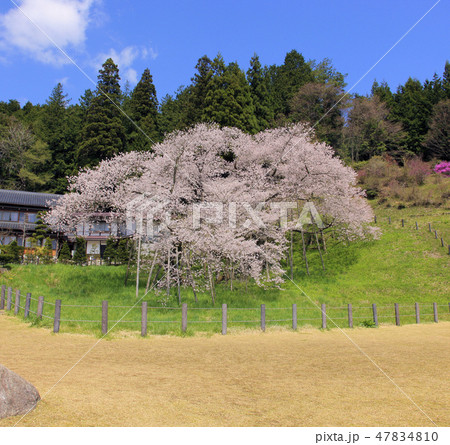 臥龍桜（ 飛騨一ノ宮 ） 47834810