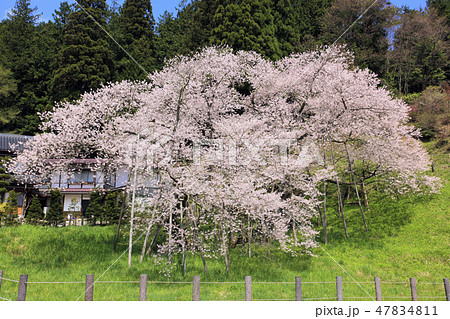 臥龍桜( 飛騨一ノ宮 ) 臥龍桜( 飛騨一ノ宮 ) 47834811