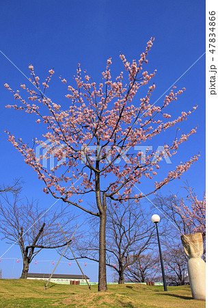 河津桜（ はるひ夢の森公園 ） 47834866