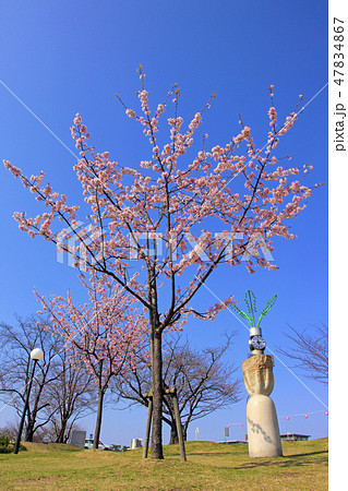 河津桜（ はるひ夢の森公園 ） 47834867