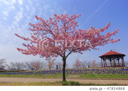 河津桜（ 戸田川緑地 ） 47834868