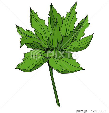 Vector Jungle botanical succulent flower. Engraved ink art illustration. Isolated succulents Vector Jungle botanical succulent flower. Engraved ink art illustration. Isolated succulents 47835508