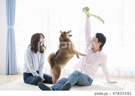 柴犬と遊ぶ夫婦 47835592