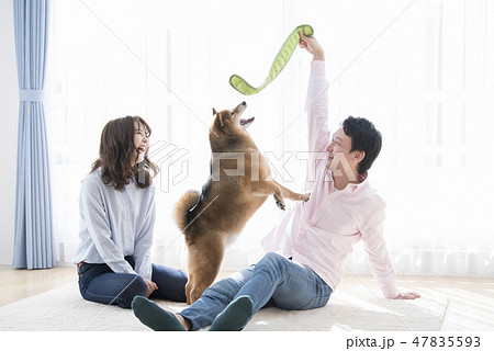 柴犬と遊ぶ夫婦 47835593