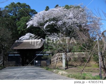 好文亭表門と桜 47835741