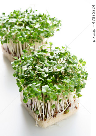 ブロッコリースプラウト ブロッコリースプラウト 47835824