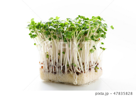 ブロッコリースプラウト ブロッコリースプラウト 47835828