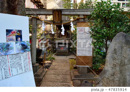 三島神社(稲荷鬼王神社 東京都新宿区) 三島神社(稲荷鬼王神社 東京都新宿区) 47835914