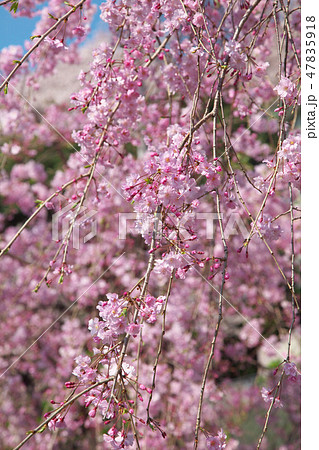 鮮やかに咲く八重枝垂れ桜 鮮やかに咲く八重枝垂れ桜 47835918