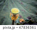pollen of lotus. 47836361