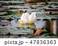 White water lily in a pool. 47836363