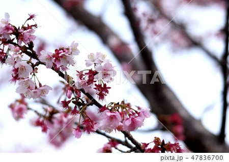 桜 満開 47836700