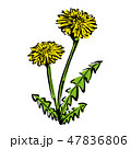 たんぽぽ 47836806