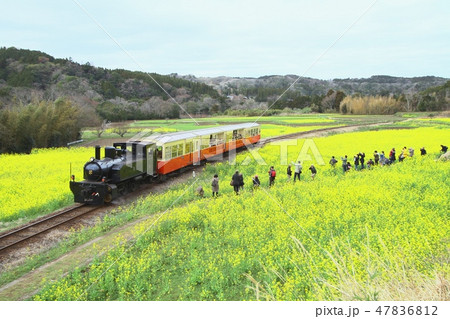 小湊鉄道　里山トロッコ 47836812