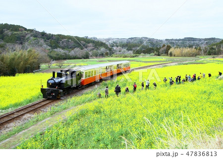 小湊鉄道　里山トロッコ 47836813