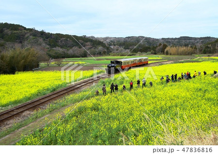 小湊鉄道　里山トロッコ 47836816