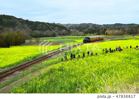 小湊鉄道　里山トロッコ 47836817