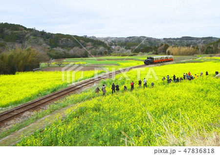 小湊鉄道　里山トロッコ 47836818