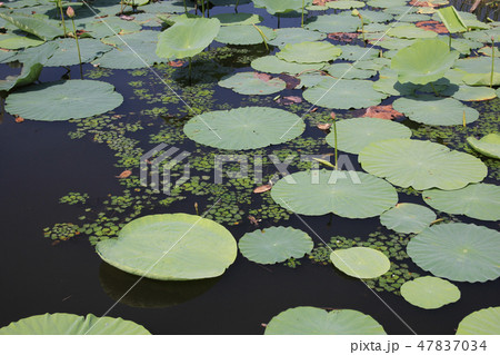 伊豆沼のハス 47837034