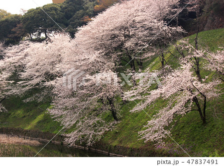 桜が満開になった牛ヶ淵(1) 桜が満開になった牛ヶ淵(1) 47837491