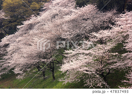 桜が満開になった牛ヶ淵(3) 桜が満開になった牛ヶ淵(3) 47837493