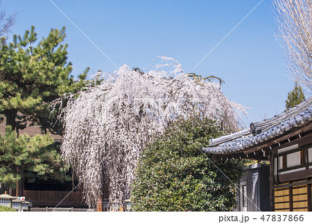 京都大報恩寺　千本釈迦堂しだれ桜　おかめ桜　おかめ信仰発祥地　京都観光スポット 47837866