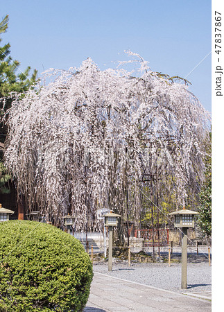 桜咲く京都大報恩寺 千本釈迦堂のしだれ桜 おかめ桜 おかめ信仰発祥地 桜の名所 京都観光スポット 桜咲く京都大報恩寺 千本釈迦堂のしだれ桜 おかめ桜 おかめ信仰発祥地 桜の名所 京都観光スポット 47837867