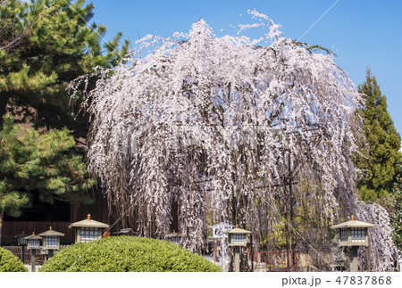 桜咲く京都大報恩寺 千本釈迦堂のしだれ桜 京都の桜の名所 おかめ桜 おかめ信仰発祥地 京都観光スポット 桜咲く京都大報恩寺 千本釈迦堂のしだれ桜 京都の桜の名所 おかめ桜 おかめ信仰発祥地 京都観光スポット 47837868