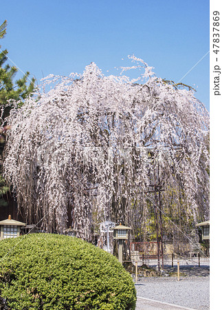 桜咲く京都大報恩寺 千本釈迦堂のしだれ桜 おかめ桜 京都の桜の名所 おかめ信仰発祥地 京都観光スポット 桜咲く京都大報恩寺 千本釈迦堂のしだれ桜 おかめ桜 京都の桜の名所 おかめ信仰発祥地 京都観光スポット 47837869