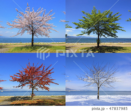 桜・春夏秋冬（ 大津湖岸なぎさ公園 ） 47837985