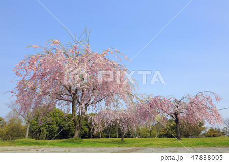 シダレザクラ（ 矢橋帰帆島公園 ） 47838005