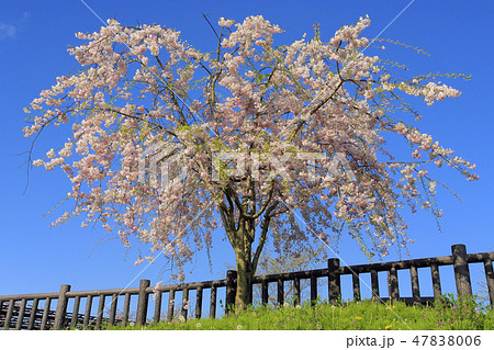 シダレザクラ 47838006