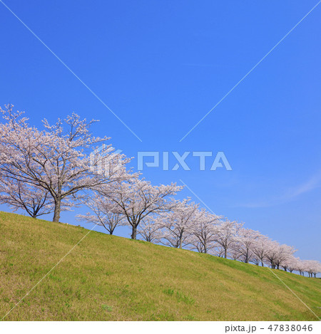 おの桜づつみ回廊 47838046