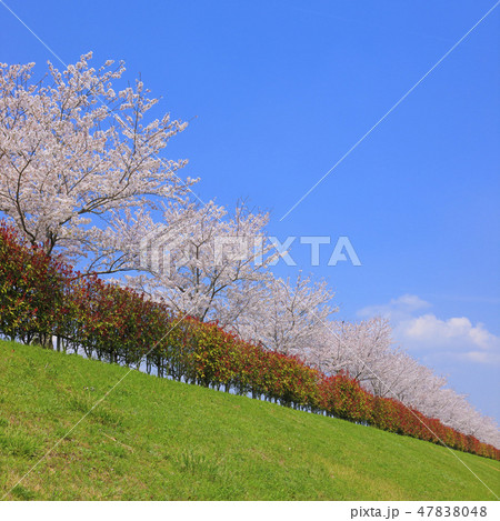 おの桜づつみ回廊 47838048