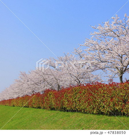 おの桜づつみ回廊 おの桜づつみ回廊 47838050