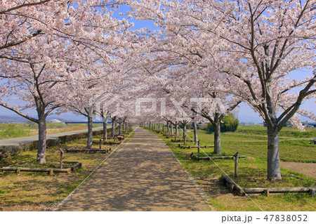 おの桜づつみ回廊 おの桜づつみ回廊 47838052