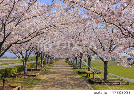 おの桜づつみ回廊 おの桜づつみ回廊 47838053